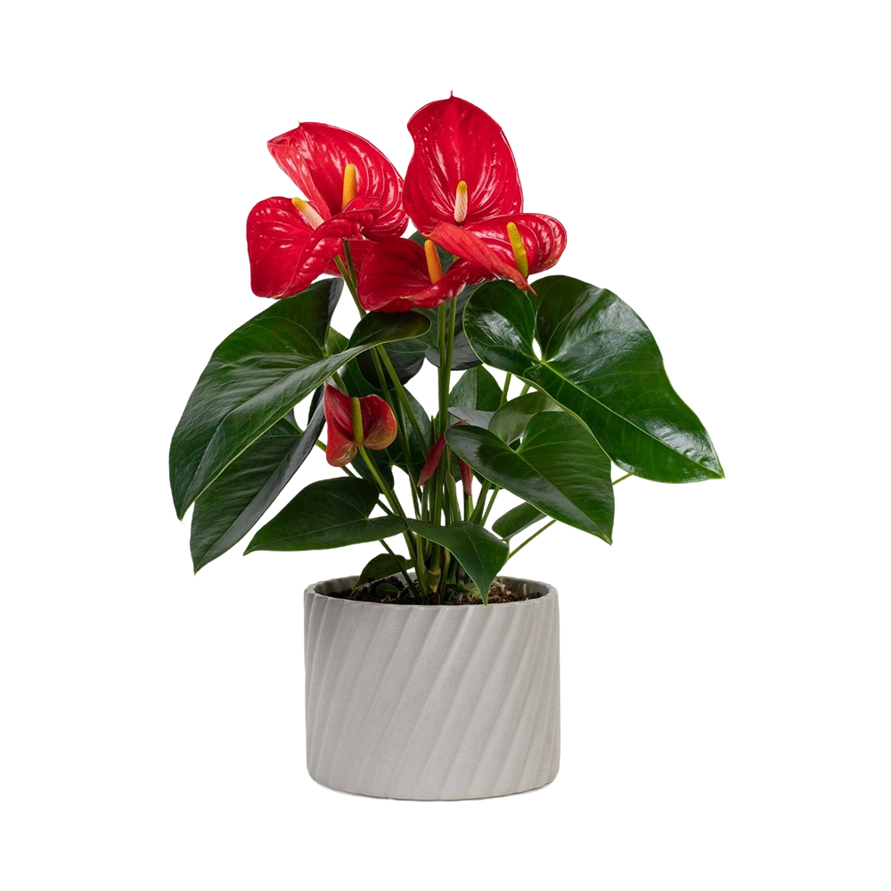 anthurium-red