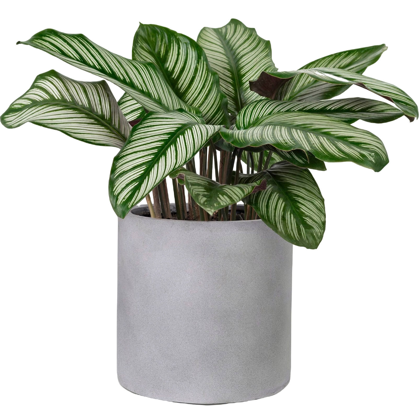calathea-sanderiana